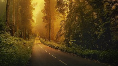 Green Forest Trees Road Hd Wallpapers Wallpaper Cave