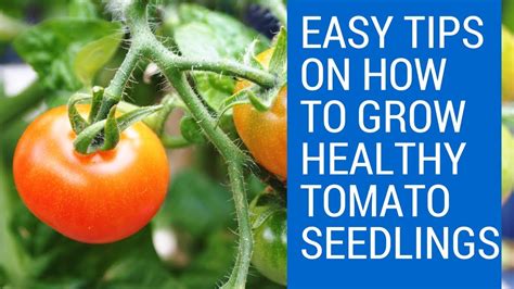 How To Grow Healthy Tomato Plants From Seed Grow Tomatoes From Seed