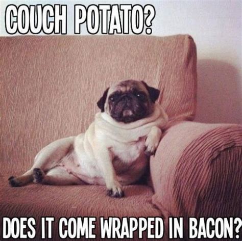 18 Best Pug Memes Of All Time