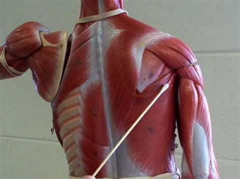 They are the muscle group of the back responsible for extension, adduction, and rotation of the the latter scapulae is basically a small muscle which looks like a garden hose and connects our necks to. shoulder and back muscles - YouTube