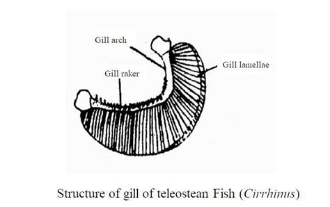 Respiration In Fish Biology Educare