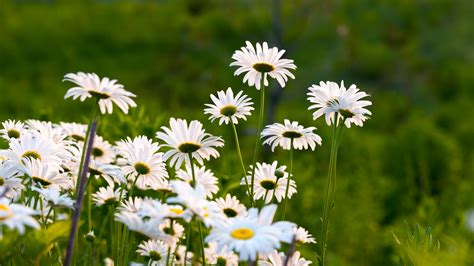 Download Wallpaper 2560x1440 Garden White Daisy Plants And Flowers