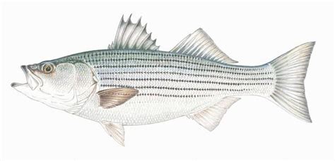 Learn About Striped Bass