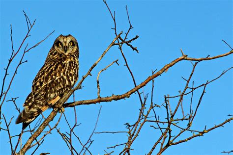 Short Eared Owl Asio Flammeus Birdergirl Flickr