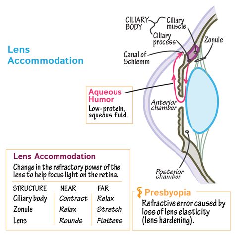 Physiology Glossary Focusing Light On The Retina And Aqueous Humor Flow
