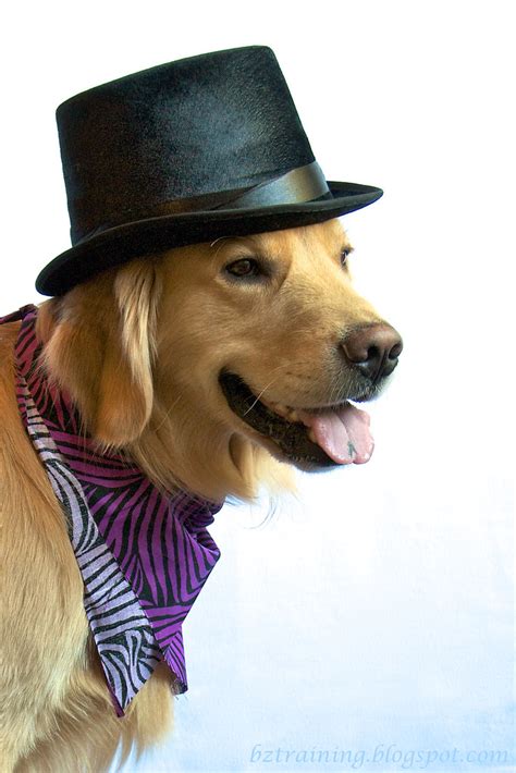 Bz Dogs Top Hat