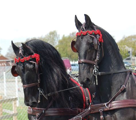 Friesian Carriage Horses Flickr Photo Sharing
