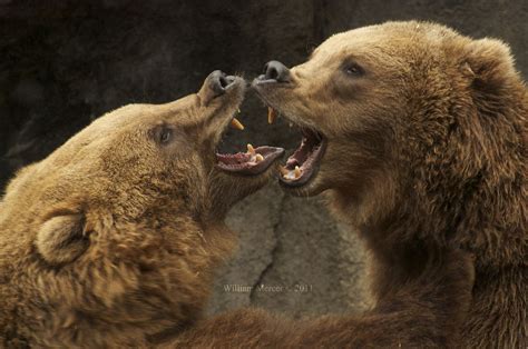 Closeup Photography Of Two Brown Bears Hd Wallpaper Wallpaper Flare
