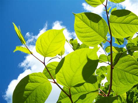 Japanese knotweed spreads relentlessly and grows back year after year, meaning you should use a multifaceted approach to eradicate it from your lawn or. homeslide-bg-2 - The Japanese Knotweed Company