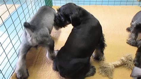 Join millions of people using oodle to find puppies for adoption, dog and puppy listings, and other pets adoption. Miniature Schnauzer puppies for sale in Shippensburg Pa ...