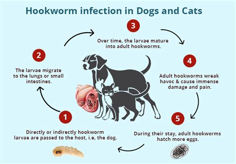 Hookworm Infection In Dogs And Cats Bestvetcare