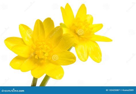 Yellow Spring Flower Isolated Stock Image Image Of Beautiful Flowers
