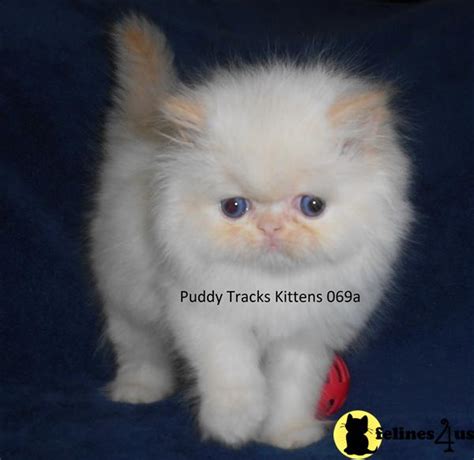 Kitten will have vet health check, first needle and deworming 2x, before going to new home. Himalayan Kitten for Sale: Beautiful Flame Point Himalayan Baby Boy - SOLD 5 Yrs and 4 Mths old