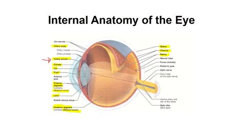 Internal Structures Of Eye Youtube