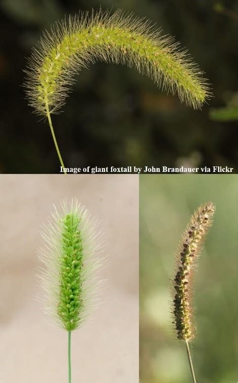 Foxtail Grass Identification