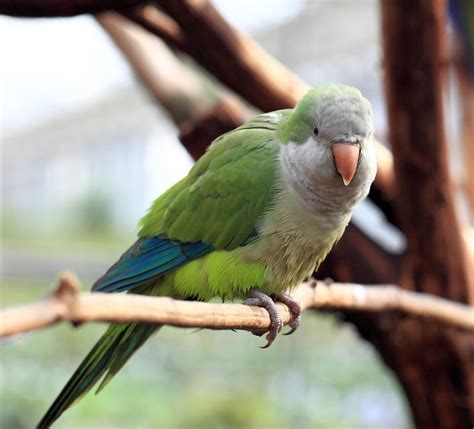 Monk Parakeet Ebirdr