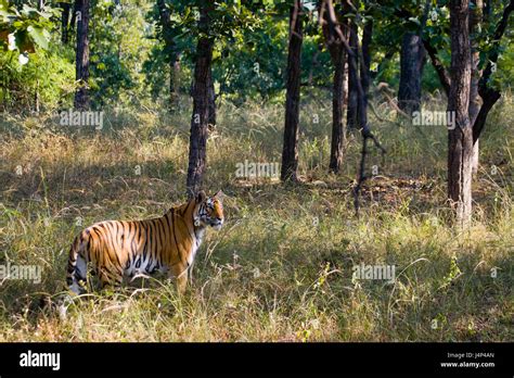 Tiger Jungle Illustration Hi Res Stock Photography And Images Alamy