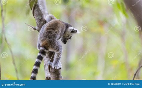 Baby Lemur Jumping On A Tree Branch In Madagascar Stock Image Image