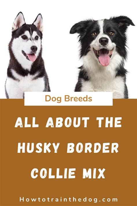 All About The Border Collie Husky Mix Border Husky With Pictures