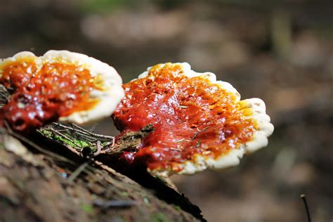 Bright Red Fungus Katie Flickr