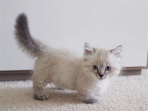 Munchkin Cats For Sale In Michigan Onlyvegg