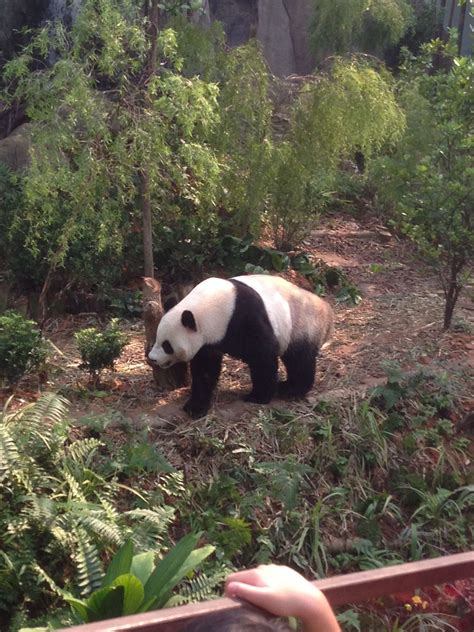 Pandavpn has 2 repositories available. Jia Jia