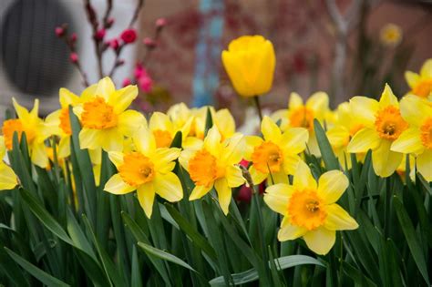 We did not find results for: Frühlingsblumen: Die schönsten Blumen im Frühling - Plantura