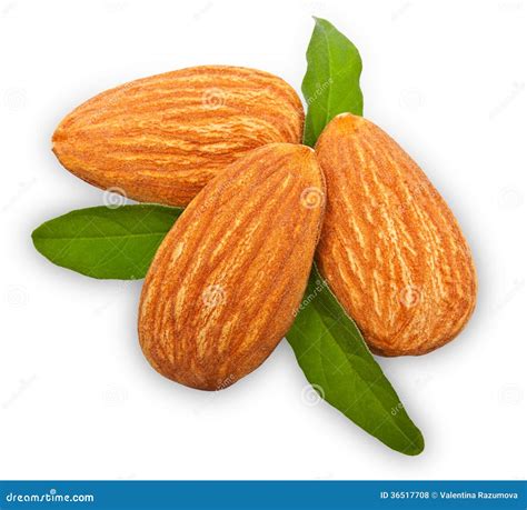 Almonds Nuts With Leaves Stock Photo Image Of Color 36517708