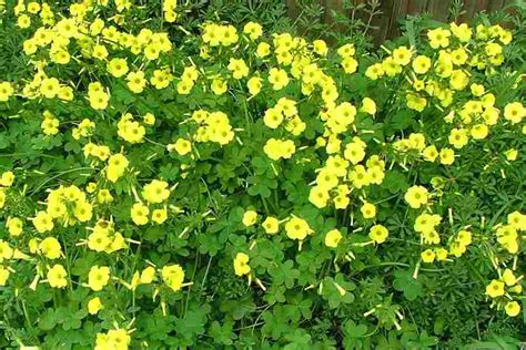 Pliny used latin oxalis, idis, for some species of rumex. Oxalis pes-caprae