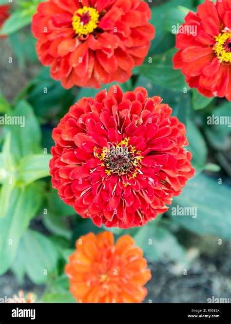 Close Up Zinnia Flowers Hi Res Stock Photography And Images Alamy