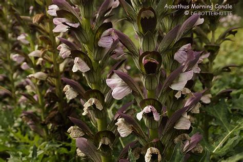 Check spelling or type a new query. De Botterhutte > Acanthus Morning Candle