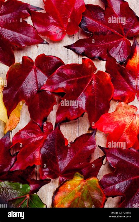 Autumn Leaves Background Stock Photo Alamy