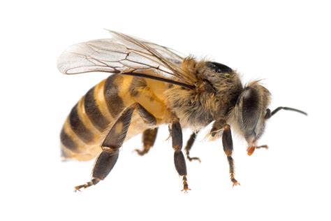 Big Black Bee Bumblebee Vs Carpenter Bee Best Bee Brothers