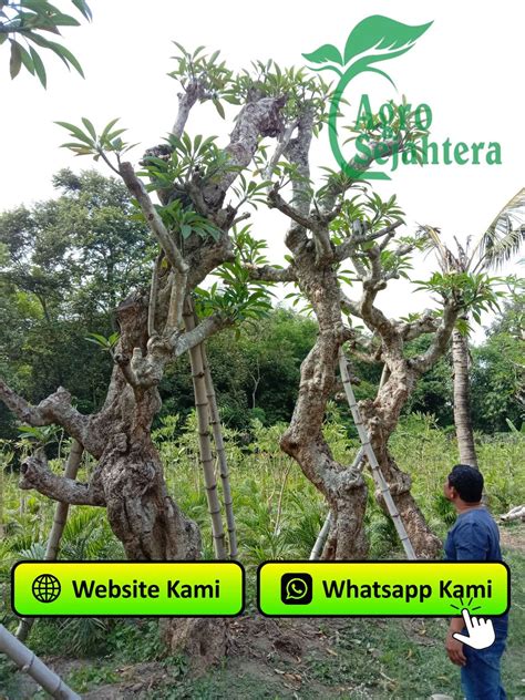 Jual Kamboja Fosil di Kota Sukabumi | by Agrosejahtera | Jun, 2023 | Medium