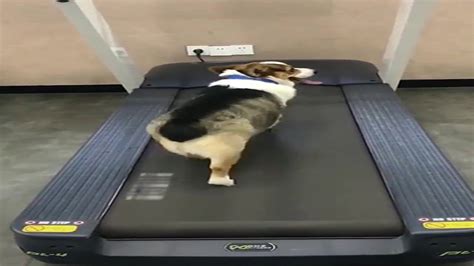 Corgi Doing Exercise On Treadmill While His Lazy Corgi Friend Watching
