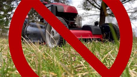 Bemidji Residents Taking Part in 'No Mow May' Initiative - YouTube