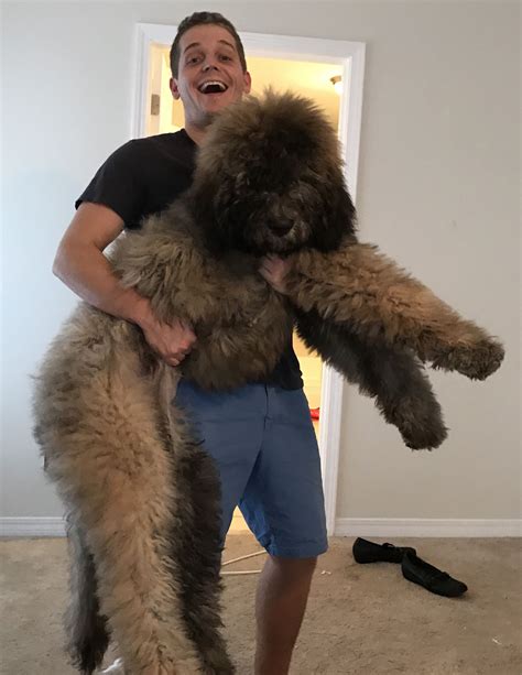 The saint berdoodle is the cross between a saint bernard and a standard poodle. Me with my 5 month old St. Berdoodle George http://ift.tt/2jzHzEk | St berdoodle, Saint bernard ...