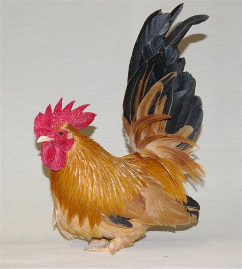 Japanese Bantam For Sale Chickens Breed Information Omlet