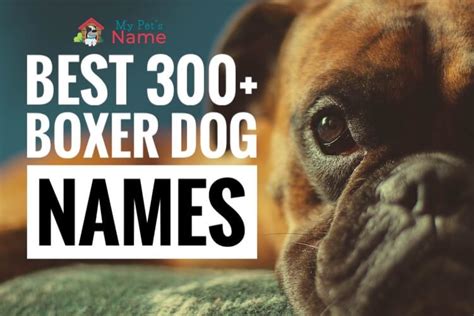 The Best 300 Boxer Dog Names Male Female Puppy Popular And Funny