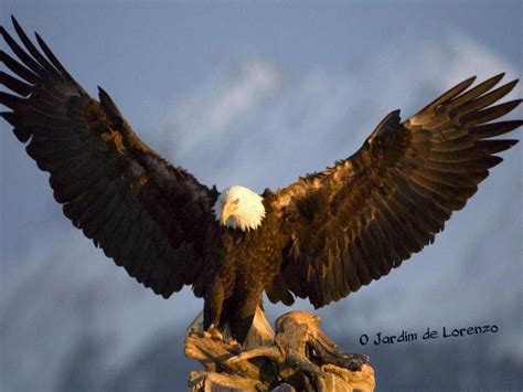 Pin By James S On Eagles Bald Eagle Eagle Pictures Eagle Wallpaper
