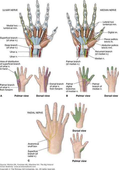 Accessmedicine Content Anatomy Anatomy And Physiology Muscles Of Upper Limb