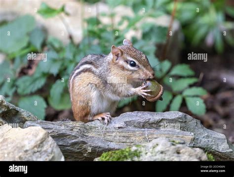 Cute Chipmunk Eating Acorn High Resolution Stock Photography And Images