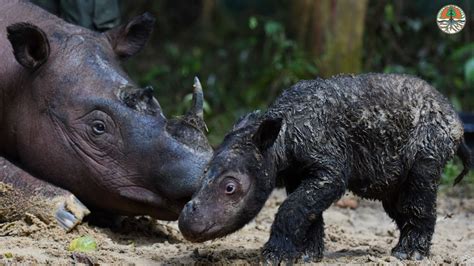 Indonesias Miracle Baby Birth Of Critically Endangered Sumatran Rhino