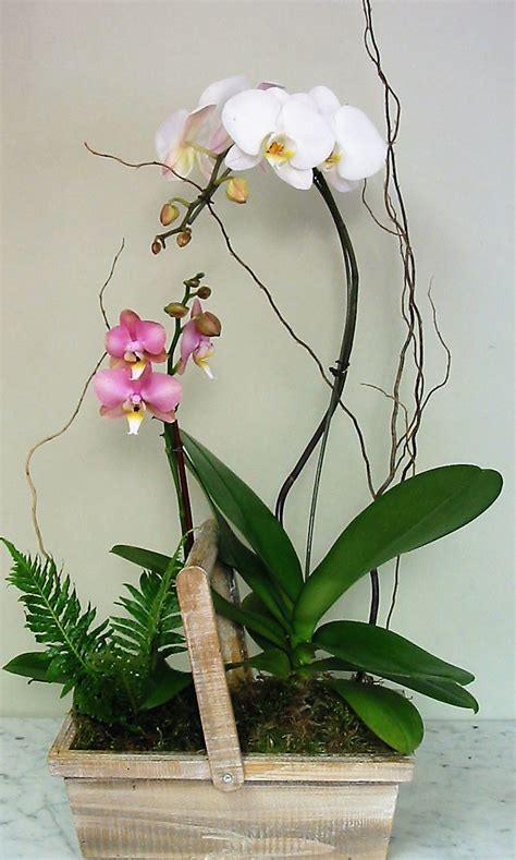 Watch Over Me Orchid Planter 159 99 Corte Madera Florist Corte Madera Ca 94904