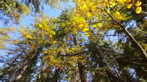 Bunchberry Meadows Conservation Area - YouTube