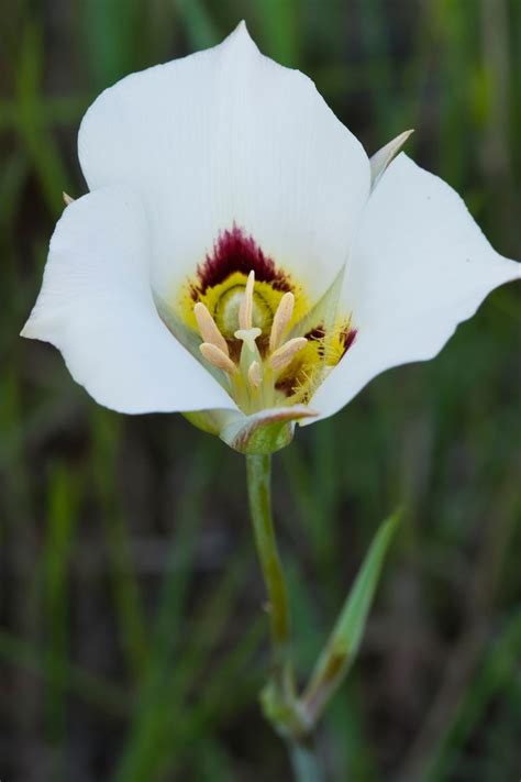We did not find results for: 50+ Pictures of State Flowers - US State Flowers List