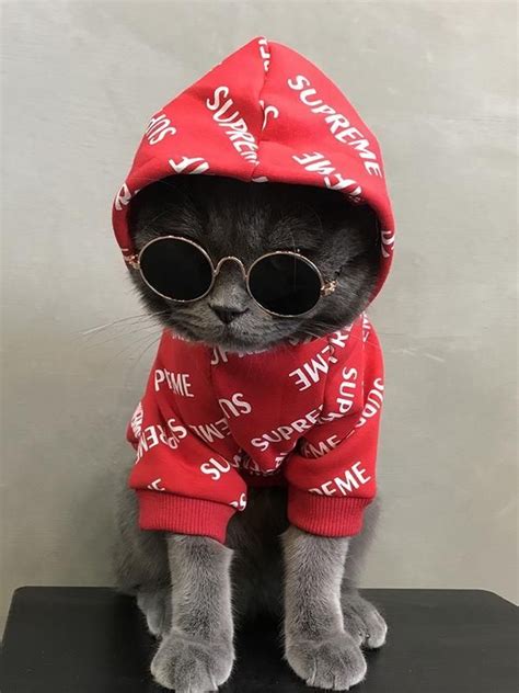 Cat Discover Supreme Style Red Woolen Sweatshirt Costume For Small