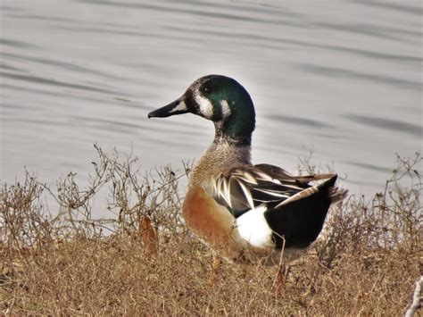 The 8 Coolest Hybrid Ducks And Geese Youve Ever Seen Outdoor Life