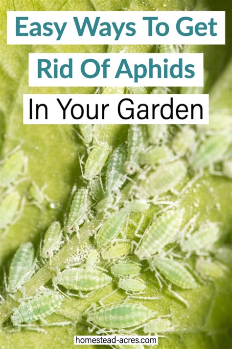 How To Get Rid Of Aphids In The Garden Homestead Acres