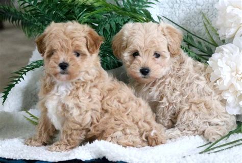 Maltipoo Dog Breed Information Characteristics Daily Paws All About